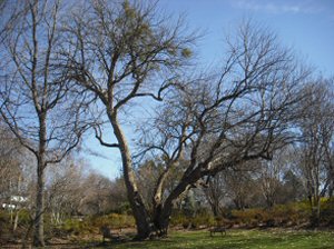 arboretum