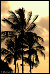 palm tree